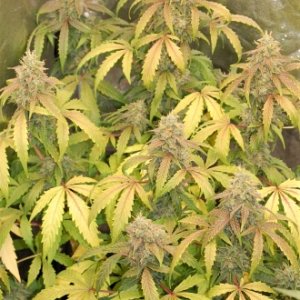 cannabis-flower-yellowing.jpg