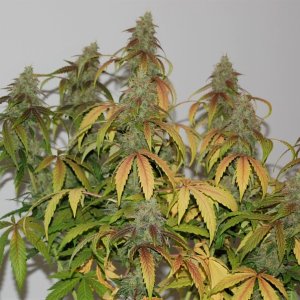 harvest-bud.jpg