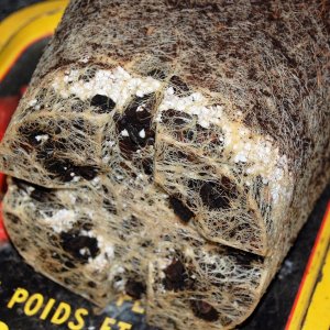 coco-perlite-roots.jpg