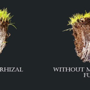 mycorrhizalfungi_header.jpg