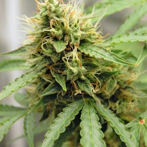 jack-herer-auto-flower-70days.jpg