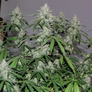 jack-herer-near-harvest.jpg