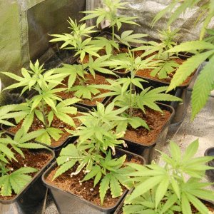 blue-dream-clones-day18.jpg