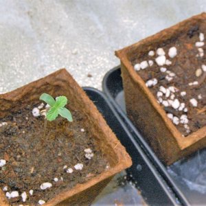 bruce-banner-seedlings.jpg