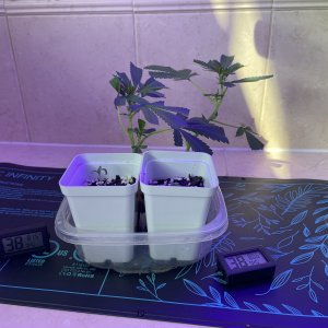 THC Bomb-CLONES_08_13_2023_05.jpg