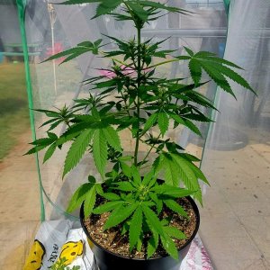 Bubblegum Autoflower-Grow Journal.jpg