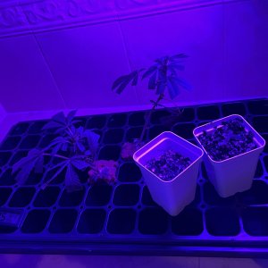 THC Bomb-CLONES_08_17_2023_01.jpg