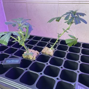 THC Bomb-CLONES_08_18_2023_01.jpg