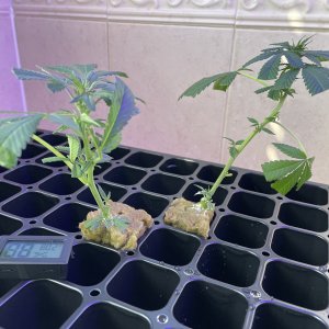 THC Bomb-CLONES_08_18_2023_02.jpg