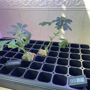 THC Bomb-CLONES_08_20_2023_01.jpg