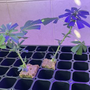 THC Bomb-CLONES_08_20_2023_03.jpg