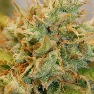 jack-herer-trichomes-clear.jpg