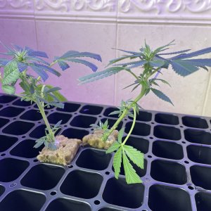 THC Bomb-CLONES_08_22_2023_01.jpg