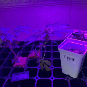 THC Bomb-CLONES_08_23_2023_01.jpg