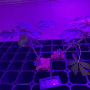 THC Bomb-CLONES_08_23_2023_02.jpg