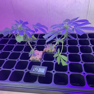 THC Bomb-CLONES_08_23_2023_03.jpg