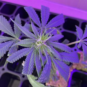 THC Bomb-CLONES_08_23_2023_05.jpg