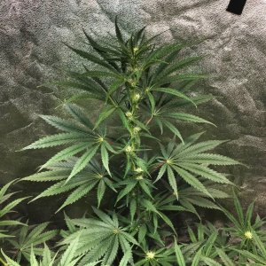 FF 8-25-23 F24 buds.jpg