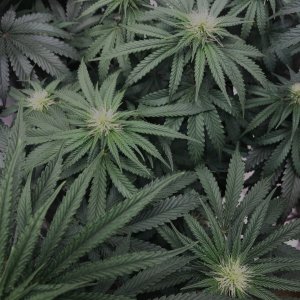 GPxBB 8-25-23 F24 buds.jpg