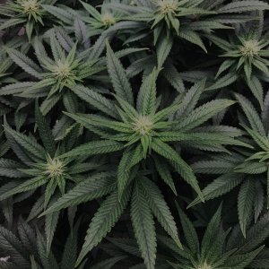 Slur 8-25-23 F24 buds.jpg