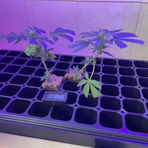 THC Bomb-CLONES_08_24_2023_01.jpg