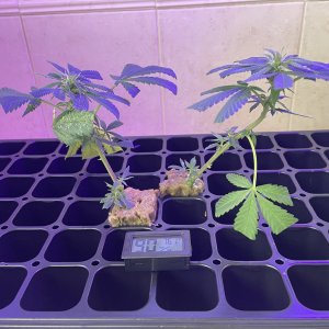 THC Bomb-CLONES_08_25_2023_02.jpg