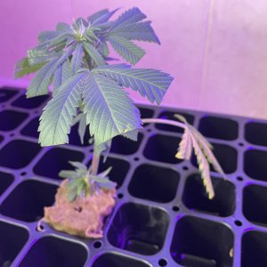 THC Bomb-CLONES_08_25_2023_07.jpg