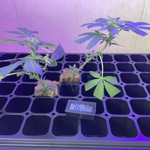 THC Bomb-CLONES_08_25_2023_08.jpg