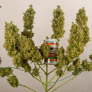 Amnesia Auto Full beer can 8 Oct.jpg