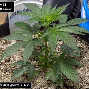 Day 35 CBD 26 Aug 2023.jpg