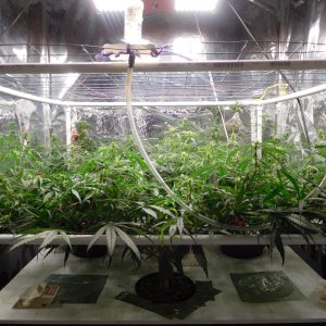 GT Day 37 flower (8).JPG