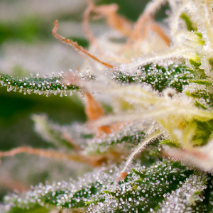 Trichomes-Resize-Png.png