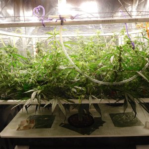 GT Day 43 veg (2).JPG