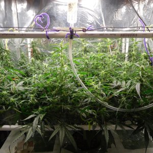 GT Day 43 veg (3).JPG