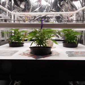 CG Day 11 veg (2).JPG