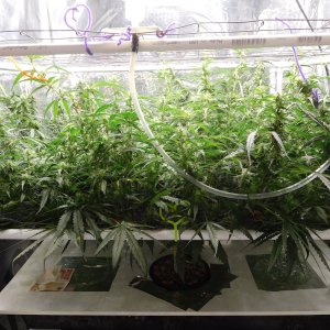 GT Day 47 flower (2).JPG