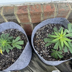 THC Bomb-CLONES_08_30_2023_01.jpg