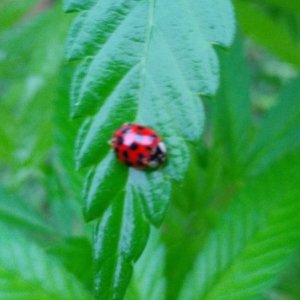 Ladybug1.jpg