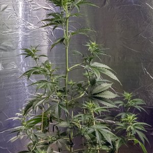 Day 49 CBD 10 Sept 2023.jpg