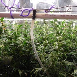 GT Day 53 flower (4).JPG