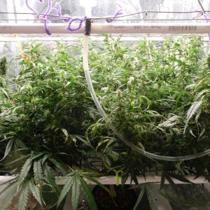 GT Day 54 flower (3).JPG