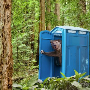 bear-pooping-in-woods-john-lund.jpg