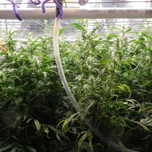 GT Day 57 flower (4).JPG