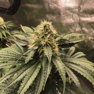 GxB bud 9-13-23 F46.jpg