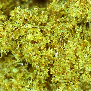 2023_09_15_12_33_13_715 TW trim kief.png