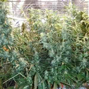 GT Day 61 flower (4).JPG