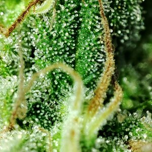 blueberry_trichomes1.jpg