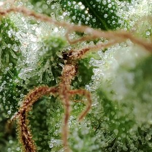 blueberry_trichomes2.jpg