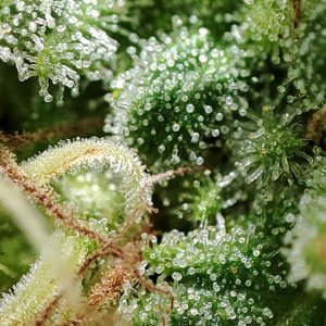 blueberry_trichomes3.jpg