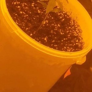 first-indoor-grow-is-it-working-3-jpg.jpg